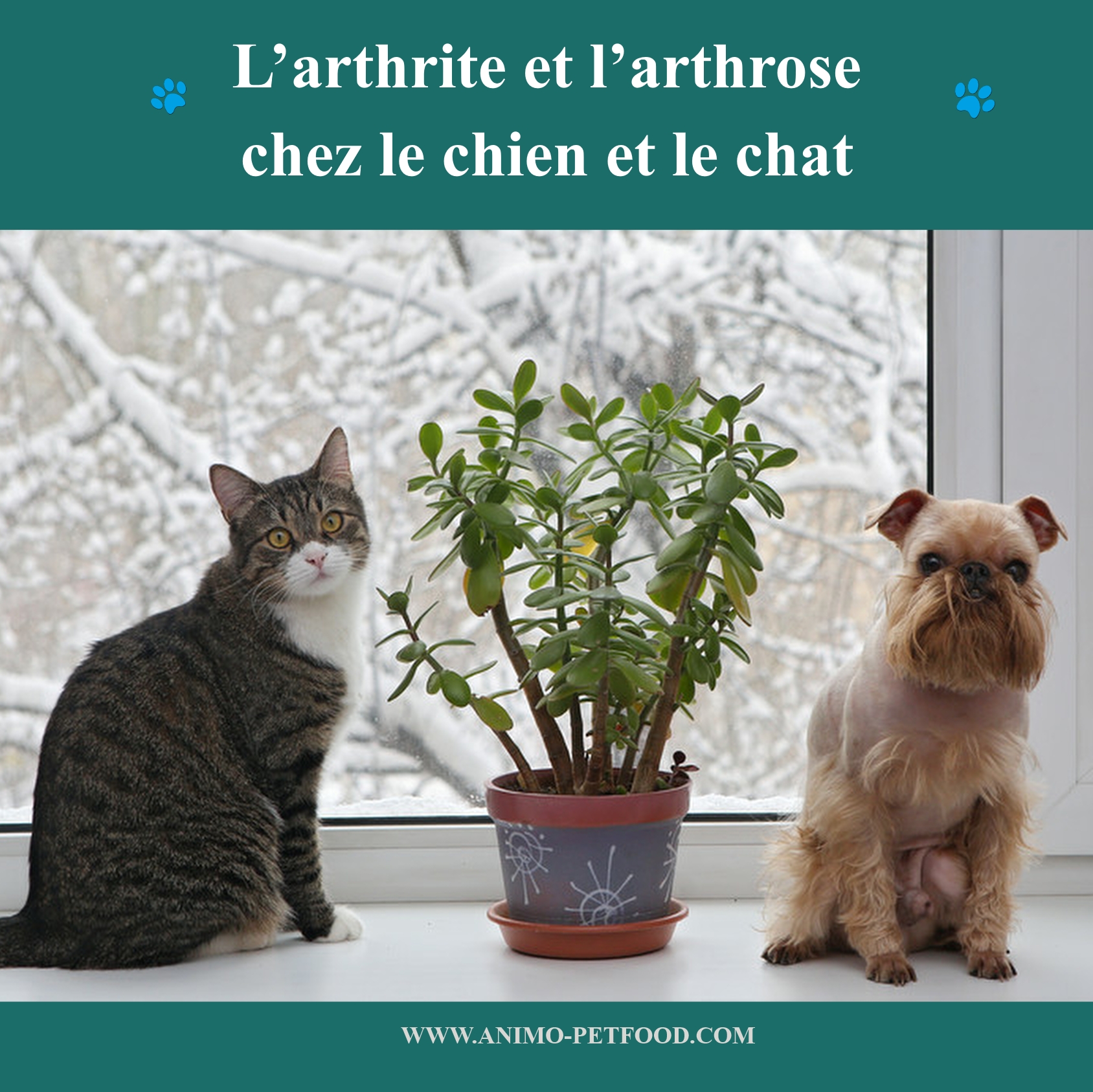 arthrite  chien- arthrite chat - arthrose chat-arthrose chat